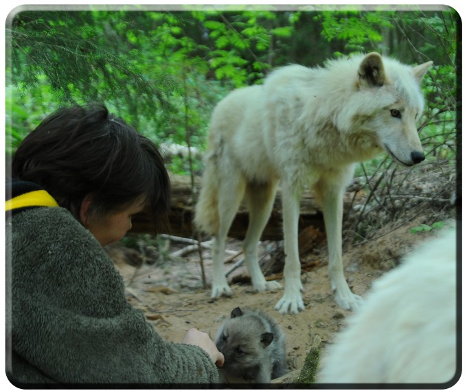 Foto Wolfspark Werner Freund - Tatjana Schneider